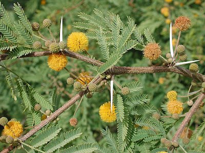 800px-Acacia_farnesiana_az
