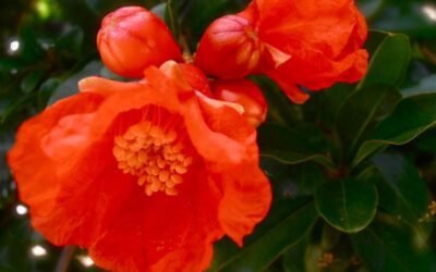 Divine Love in our Cells – Quote 2